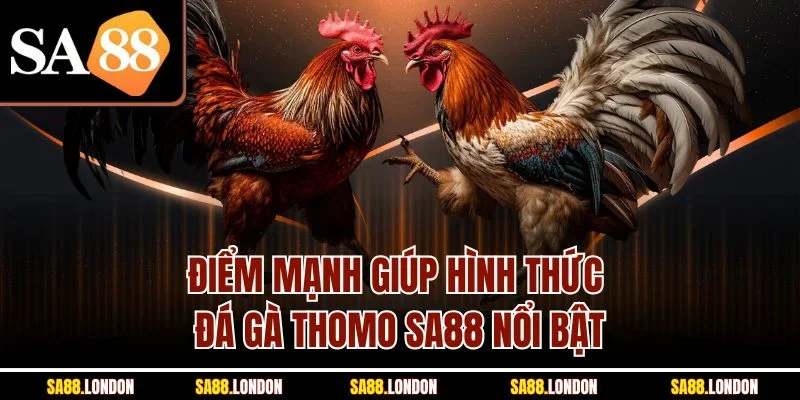 Điểm mạnh giúp hình thức đá gà Thomo SA88 nổi bật