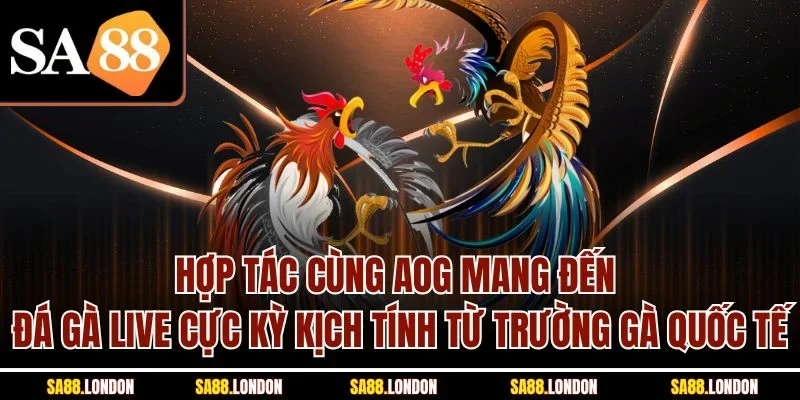 Hợp tác cùng AOG mang đến đá gà live cực kỳ kịch tính từ trường gà quốc tế